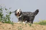 BEARDED COLLIE 155